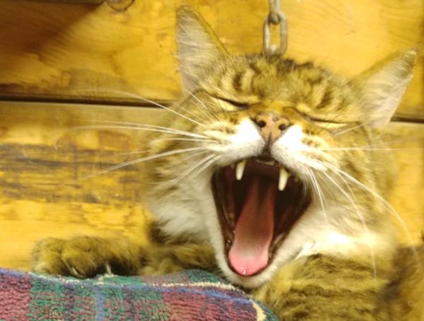 /Images/uploads/Cat Welfare Association/CatWelfare/entries/33914thumb.jpg